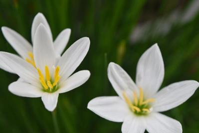 【ガーデニング】秋に咲く多年草。球根植物6選を［芽出しポット苗］でラクラク育てよう！（サムネイル画像2）