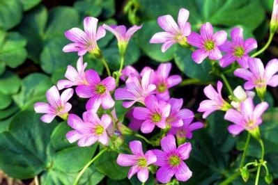 【ガーデニング】秋に咲く多年草。球根植物6選を［芽出しポット苗］でラクラク育てよう！（サムネイル画像9）