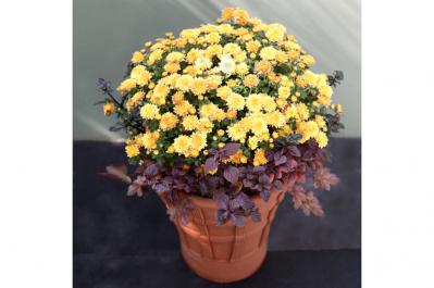 【ガーデニング】9〜10月に出回る苗で作って楽しむ【オレンジのマムの寄せ植え】