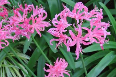 【ガーデニング】秋に咲く多年草。球根植物6選を［芽出しポット苗］でラクラク育てよう！（サムネイル画像11）