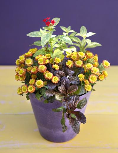 【ガーデニング】9〜10月に出回る苗で作って楽しむ【オレンジのマムの寄せ植え】（サムネイル画像2）