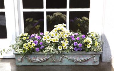 【ガーデニング】心浮き立つような華やかさ！吉谷桂子さんの【黄色いマムの寄せ植え】（サムネイル画像4）