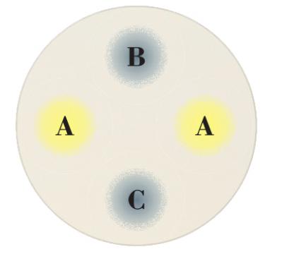 【ガーデニング】9〜10月に出回る苗で作って楽しむ【オレンジのマムの寄せ植え】（サムネイル画像3）