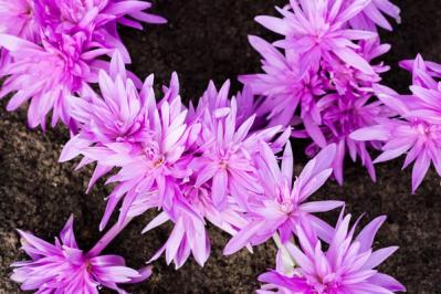 【ガーデニング】秋に咲く多年草。球根植物6選を［芽出しポット苗］でラクラク育てよう！（サムネイル画像8）