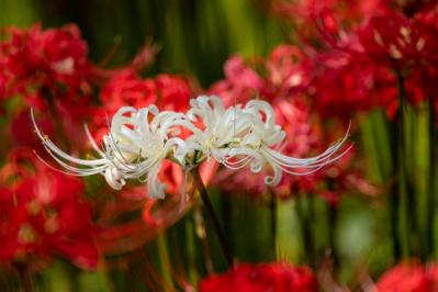 【ガーデニング】秋に咲く多年草。球根植物6選を［芽出しポット苗］でラクラク育てよう！（サムネイル画像3）