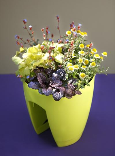 【ガーデニング】心浮き立つような華やかさ！吉谷桂子さんの【黄色いマムの寄せ植え】（サムネイル画像2）