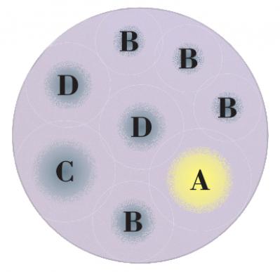 【ガーデニング】心浮き立つような華やかさ！吉谷桂子さんの【黄色いマムの寄せ植え】（サムネイル画像3）