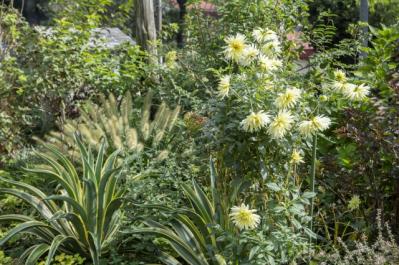 秋旅におすすめ！都心から行けるダリアの咲くガーデンめぐり（サムネイル画像7）