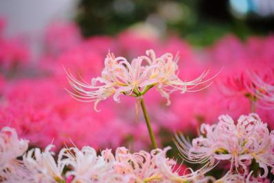 【ガーデニング】秋に咲く多年草。球根植物6選を［芽出しポット苗］でラクラク育てよう！