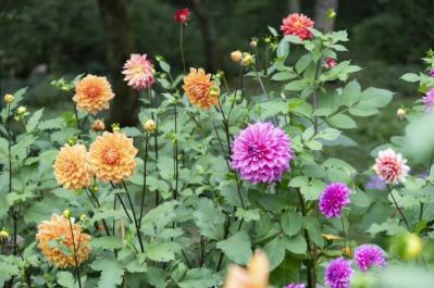 秋旅におすすめ！都心から行けるダリアの咲くガーデンめぐり