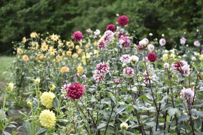 ロマンチックなピンク、黄色が一面に広がる【コスモス】の名所2選｜園芸研究家・桐原春子さんおすすめ（サムネイル画像9）