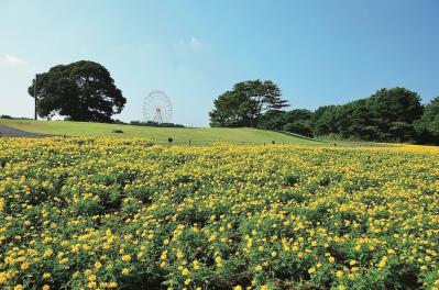 ロマンチックなピンク、黄色が一面に広がる【コスモス】の名所2選｜園芸研究家・桐原春子さんおすすめ（サムネイル画像5）