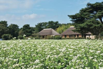 ロマンチックなピンク、黄色が一面に広がる【コスモス】の名所2選｜園芸研究家・桐原春子さんおすすめ（サムネイル画像6）