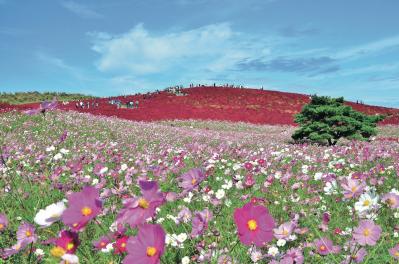 ロマンチックなピンク、黄色が一面に広がる【コスモス】の名所2選｜園芸研究家・桐原春子さんおすすめ（サムネイル画像2）