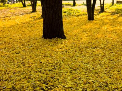 スマホで撮る紅葉写真が劇的に変わる！プロに教わるちょっとした６つのコツ（サムネイル画像6）