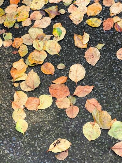 スマホで撮る紅葉写真が劇的に変わる！プロに教わるちょっとした６つのコツ（サムネイル画像14）