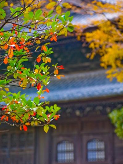 スマホで撮る紅葉写真が劇的に変わる！プロに教わるちょっとした６つのコツ（サムネイル画像4）