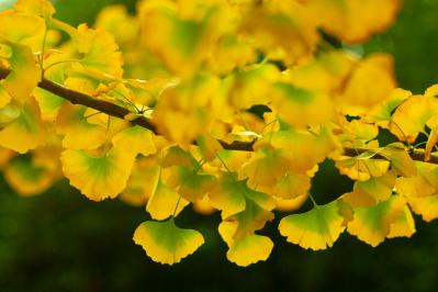 スマホで撮る紅葉写真が劇的に変わる！プロに教わるちょっとした６つのコツ（サムネイル画像）