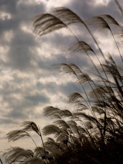 スマホで撮る紅葉写真が劇的に変わる！プロに教わるちょっとした６つのコツ（サムネイル画像11）