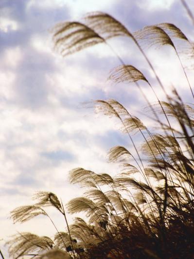 スマホで撮る紅葉写真が劇的に変わる！プロに教わるちょっとした６つのコツ（サムネイル画像12）