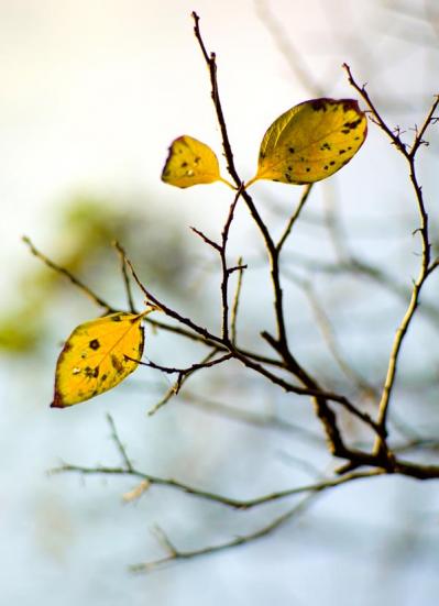 スマホで撮る紅葉写真が劇的に変わる！プロに教わるちょっとした６つのコツ（サムネイル画像19）