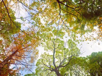 スマホで撮る紅葉写真が劇的に変わる！プロに教わるちょっとした６つのコツ（サムネイル画像18）