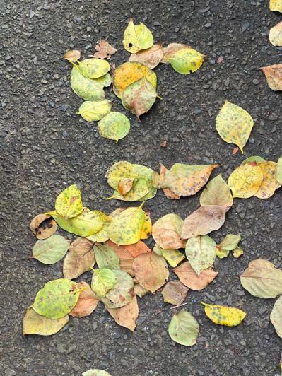 スマホで撮る紅葉写真が劇的に変わる！プロに教わるちょっとした６つのコツ（サムネイル画像13）