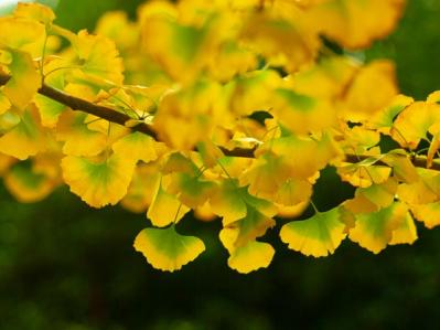 スマホで撮る紅葉写真が劇的に変わる！プロに教わるちょっとした６つのコツ（サムネイル画像17）