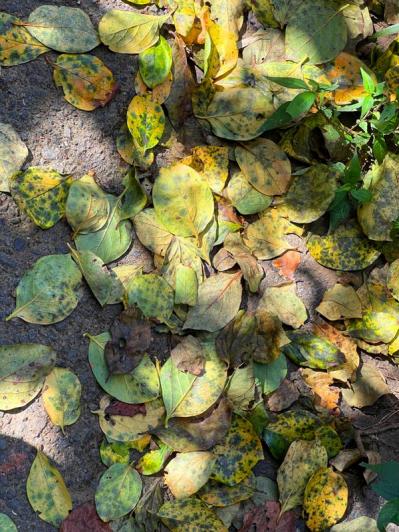 スマホで撮る紅葉写真が劇的に変わる！プロに教わるちょっとした６つのコツ（サムネイル画像15）