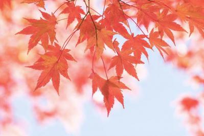 スマホで撮る紅葉写真が劇的に変わる！プロに教わるちょっとした６つのコツ（サムネイル画像3）