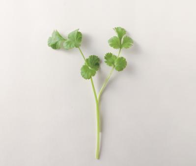 【ガーデニング】育てて楽しいハーブ【コリアンダー】の栽培方法と活用アイデア3選（サムネイル画像3）