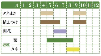 【ガーデニング】育てて楽しいハーブ【コリアンダー】の栽培方法と活用アイデア3選（サムネイル画像2）