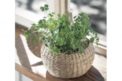 【ガーデニング】育てて楽しいハーブ【コリアンダー】の栽培方法と活用アイデア3選