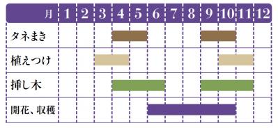 【ガーデニング】育てて楽しいハーブ【ラヴェンダー】の栽培方法と活用アイデア2選（サムネイル画像2）