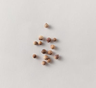 【ガーデニング】育てて楽しいハーブ【コリアンダー】の栽培方法と活用アイデア3選（サムネイル画像4）