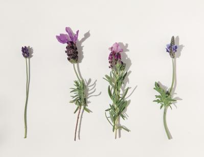 【ガーデニング】育てて楽しいハーブ【ラヴェンダー】の栽培方法と活用アイデア2選（サムネイル画像4）