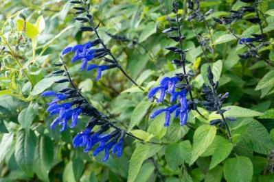 秋の庭を彩る多年草【サルビア】6選！ナチュラルでワイルドなガーデニングのコツ（サムネイル画像9）