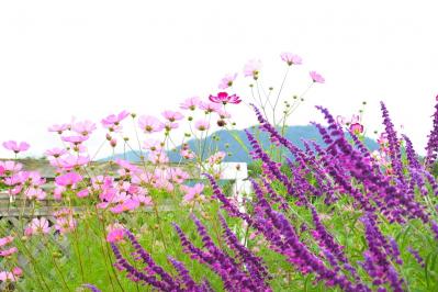 秋の庭を彩る多年草【サルビア】6選！ナチュラルでワイルドなガーデニングのコツ