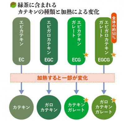 緑茶がダイエットにいいと言われる理由は？「カテキン」の働きを医師が解説（サムネイル画像2）