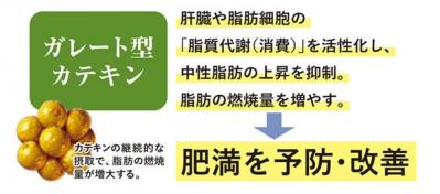 緑茶がダイエットにいいと言われる理由は？「カテキン」の働きを医師が解説（サムネイル画像3）
