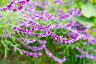 【ガーデニング初心者におすすめ】多年草を選ぶ？それとも一年草？「植物のライフサイクル」（サムネイル画像3）