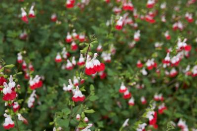 【ガーデニング初心者におすすめ】多年草を選ぶ？それとも一年草？「植物のライフサイクル」（サムネイル画像4）