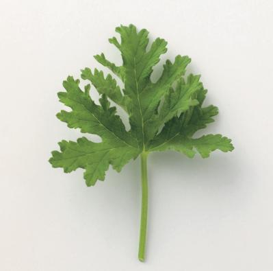 【ガーデニング】愛らしい花と葉っぱの香りが楽しいハーブ【センテッドゼラニウム】の栽培方法と活用アイデア2選（サムネイル画像3）