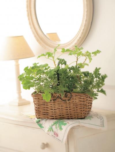 【ガーデニング】愛らしい花と葉っぱの香りが楽しいハーブ【センテッドゼラニウム】の栽培方法と活用アイデア2選（サムネイル画像4）