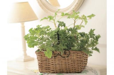 【ガーデニング】育てて楽しいハーブ【センテッドゼラニウム】の栽培方法と活用アイデア2選