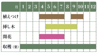 【ガーデニング】愛らしい花と葉っぱの香りが楽しいハーブ【センテッドゼラニウム】の栽培方法と活用アイデア2選（サムネイル画像2）