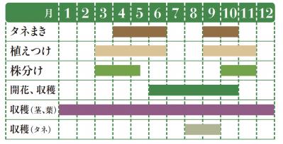 【ガーデニング】魚料理と相性バツグン！多年草ハーブ【フェンネル】の栽培方法と活用アイデア3選（サムネイル画像2）