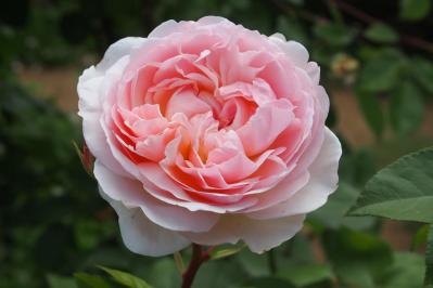 半日陰でも育つバラ！おすすめの強健バラ品種と初心者向け育て方（サムネイル画像3）