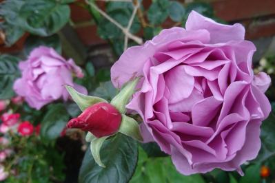 半日陰でも育つバラ！おすすめの強健バラ品種と初心者向け育て方