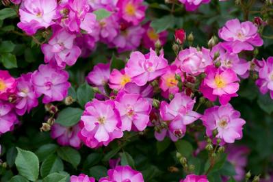 半日陰でも育つバラ！おすすめの強健バラ品種と初心者向け育て方（サムネイル画像4）